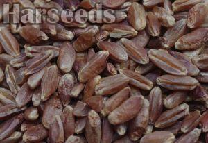 Blue Wheat Seeds