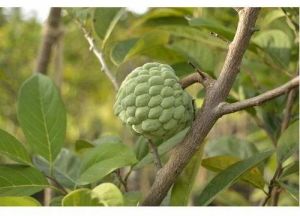 Fresh Custard Apple