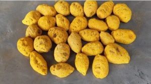 Sangli Turmeric Bulb