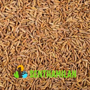 Cumin Seed