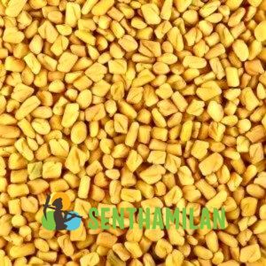 Fenugreek