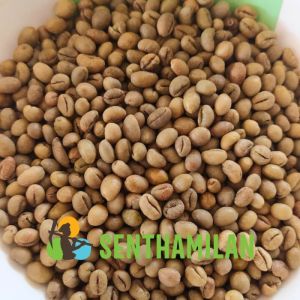 Robusta Green Coffee Beans