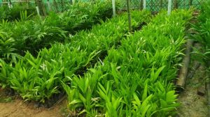 Hybrid Areca nut Plants