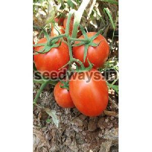 F1 Abhijeet Tomato Seeds
