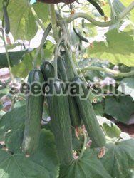 F1 Akshay 40 Cucumber Seeds
