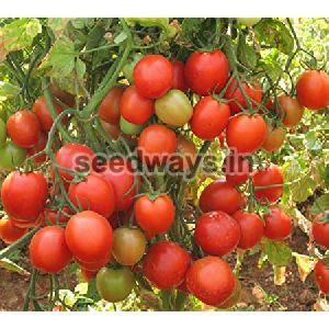 F1 Don 87 Tomato Seeds