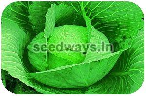 F1 Goldy Ball 66 Cabbage Seeds