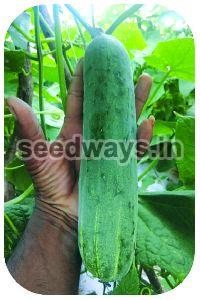 F1 Kamini 666 Cucumber Seeds