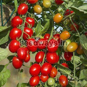 F1 Kareena Tomato Seeds