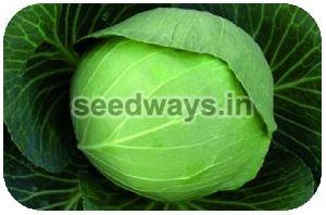 F1 Lalita Cabbage Seeds