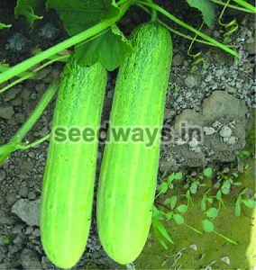 F1 Mumtaj Cucumber Seeds