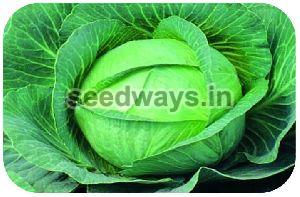 F1 Rajni Cabbage Seeds