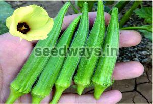 F1 Shivani 75 Okra Seeds