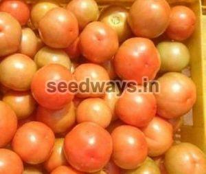 F1 Shubham Tomato Seeds