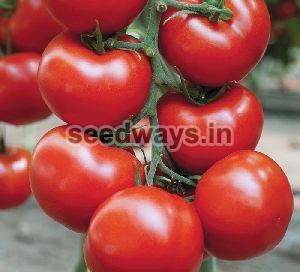 F1 Turbo 45 Tomato Seeds