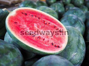 FA Aruna 0035 Watermelon Seeds