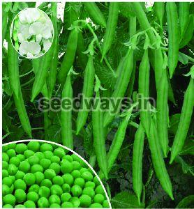 Green Pearl SW 20 Peas Seeds