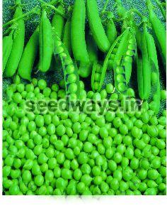 Imported Karishma Peas Seeds