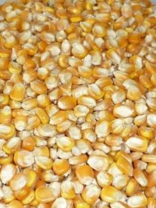 Maize Cattle Feed