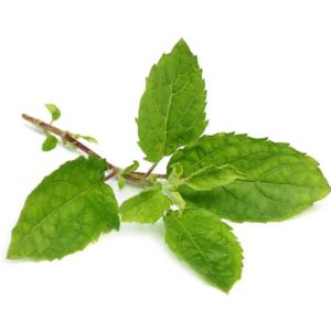 Tulsi Leaves