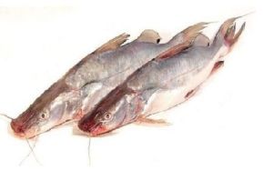 Singhara Fish
