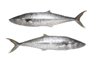 Surmai Fish