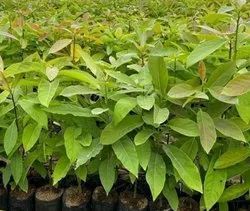 Avocado Plant
