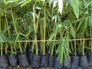 Bambusa Vulgaris Plant