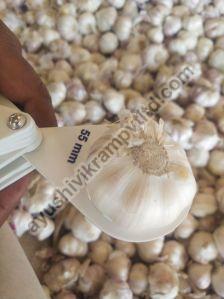 Fresh Garlic