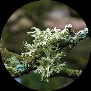 Oakmoss Essential Oil