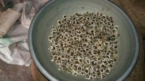 Moringa seeds for oil extract