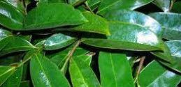 soursop dried leaves