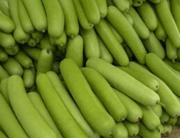 Fresh Bottle Gourd