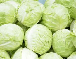 Fresh Cabbage