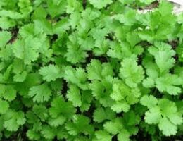 Fresh Coriander Leaves