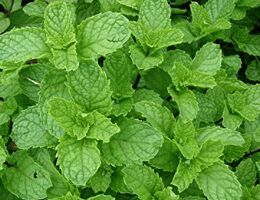 Fresh Mint Leaves