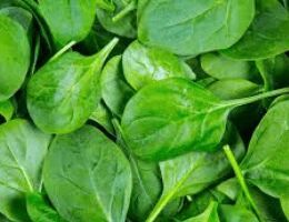 Fresh Spinach Leaves