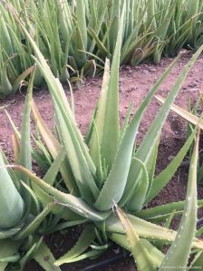 Aloe Vera Leaf