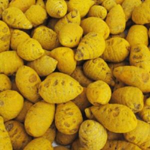 Erode Turmeric Bulb