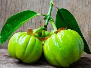 Garcinia Cambogia Extract