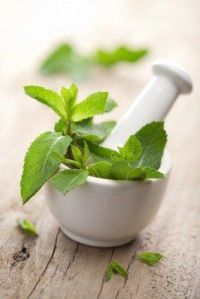 mint extract