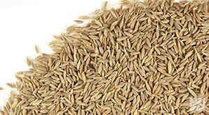 Cumin Seeds