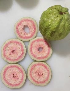 dehydrated guava