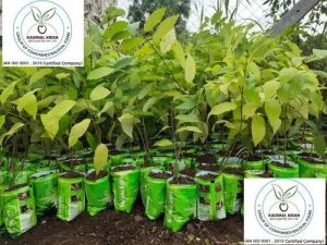 Custard Apple Plant