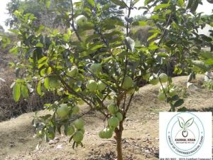 Thai White Guava Plant
