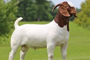 boer goat