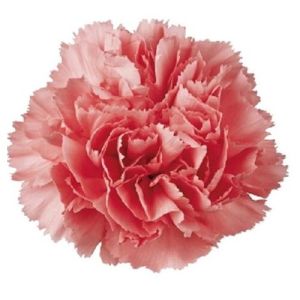 Carnation flower