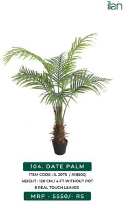 Date Palm