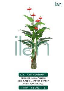 Anthurium