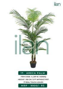 Areca Palm Plant